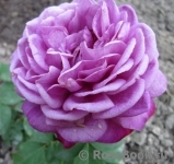 Heidi Klum Rose Heidi Klum Rose