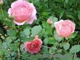 Jubilee Celebration® Jubilee Celebration®
