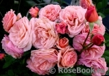 A Shropshire Lad A Shropshire Lad