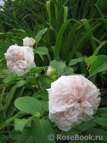 Claire Rose Claire Rose