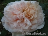 English Garden® English Garden®