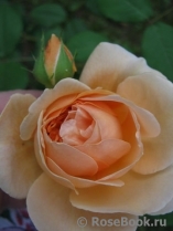 Crown Princess Margareta® Crown Princess Margareta®