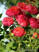 Midsummer Midsummer