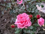 Home & Garden Home & Garden