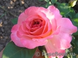 Augusta Luise Augusta Luise