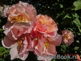 Twiggy’s Rose Twiggy’s Rose
