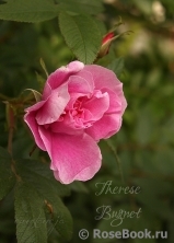 Therese Bugnet