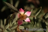 Rosa glauca Rosa glauca