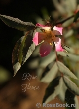 Rosa glauca Rosa glauca