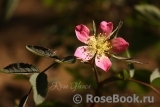 Rosa glauca Rosa glauca