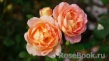 Lady of Shalott Lady of Shalott