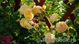 Crown Princess Margareta® Crown Princess Margareta®