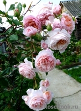 William Morris William Morris