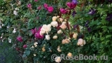 Crown Princess Margareta® Crown Princess Margareta®