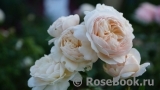 Crocus Rose® Crocus Rose®
