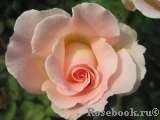 Rokoko Rokoko