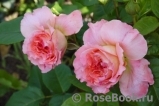 Augusta Luise Augusta Luise