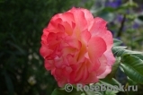 Augusta Luise Augusta Luise