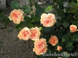 Ashram Ashram