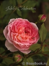 Jubilee Celebration® Jubilee Celebration®