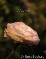 Pastella Pastella