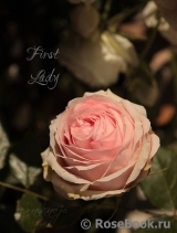 First Lady First Lady