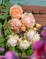 Crown Princess Margareta® Crown Princess Margareta®