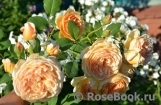 Crown Princess Margareta® Crown Princess Margareta®
