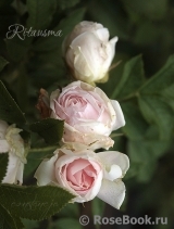 Ritausma Ritausma