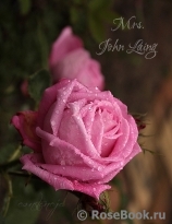 Mrs. John Laing Mrs. John Laing