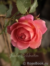 Jubilee Celebration® Jubilee Celebration®