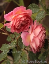 Jubilee Celebration® Jubilee Celebration®