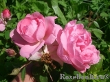 Home & Garden Home & Garden