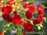Scarlet Meillandecor Scarlet Meillandecor