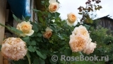 Apricot Sky ® Apricot Sky ®