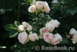 Claire Rose Claire Rose