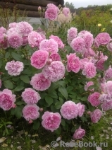 Harlow Carr Harlow Carr