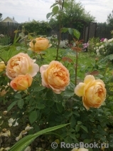 Lady of Shalott Lady of Shalott