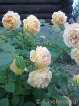 Crown Princess Margareta® Crown Princess Margareta®