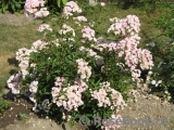 Heavenly Pink Heavenly Pink