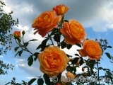 Lady of Shalott Lady of Shalott