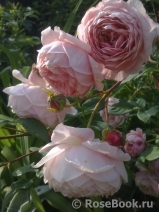 William Morris William Morris