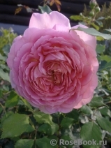 Jubilee Celebration® Jubilee Celebration®