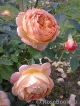 Lady of Shalott Lady of Shalott
