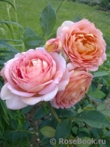 Lady of Shalott Lady of Shalott