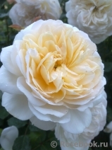 Crocus Rose® Crocus Rose®