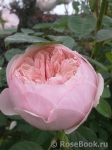 The Alnwick Rose The Alnwick Rose
