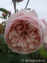 The Alnwick Rose The Alnwick Rose