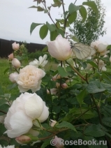 Generous Gardener, The Generous Gardener, The