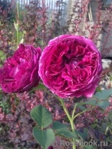 Falstaff® Falstaff®